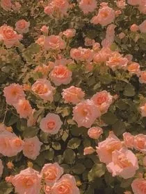 all甜：不普通开头" width="120" height="150"