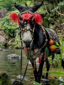 陈情令：神奇小苹果