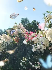 待花期" width="120" height="150"
