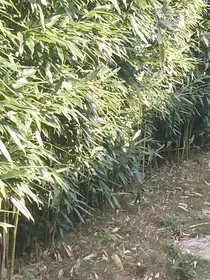 大佬的心尖宠狠狠爱" width="120" height="150"
