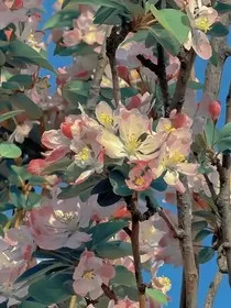 盗墓：花有晴" width="120" height="150"