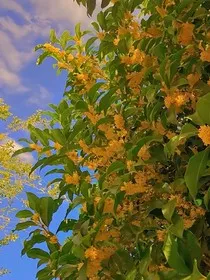 桂花树下的我们……" width="120" height="150"