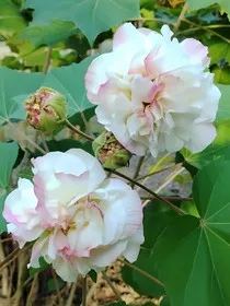 还君宝珠" width="120" height="150"