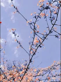 海棠花的暗恋" width="120" height="150"