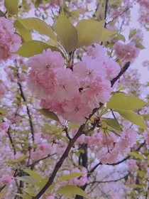 火凤凰之阎王动心了" width="120" height="150"