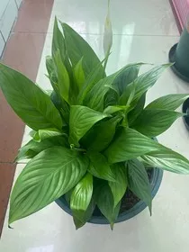 绝世妖妃之帝王不爱我" width="120" height="150"
