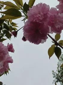 kpl之队友照顾我" width="120" height="150"