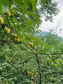 青梅是酸的" width="120" height="150"