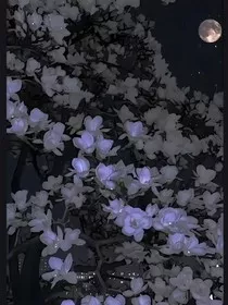 秋实向晚" width="120" height="150"