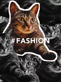 人的猫" width="120" height="150"