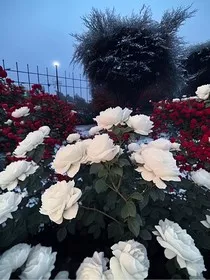 山茶花的思念" width="120" height="150"
