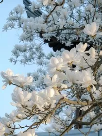 少年尚有凌云志" width="120" height="150"