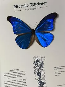 酸涩的butterfly" width="120" height="150"