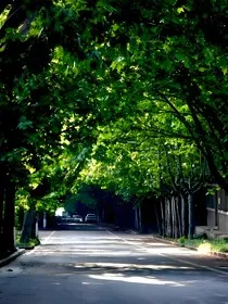 梧桐下的薄荷糖" width="120" height="150"