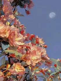 小花仙：光与夜同在" width="120" height="150"
