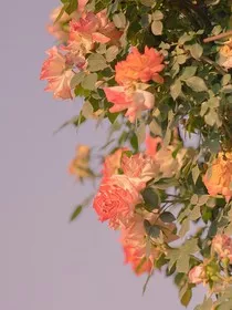 叶罗丽：星染默寒" width="120" height="150"