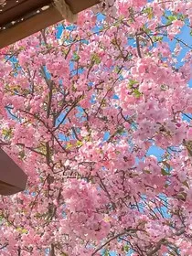 樱花树下是我们的约定" width="120" height="150"