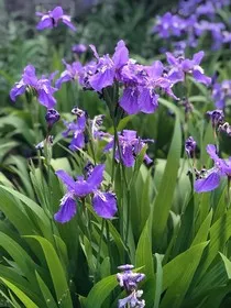 鸢尾花不眠" width="120" height="150"