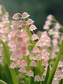 愿我们的爱情长存" width="120" height="150"