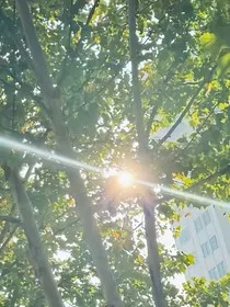 与树长眠" width="120" height="150"