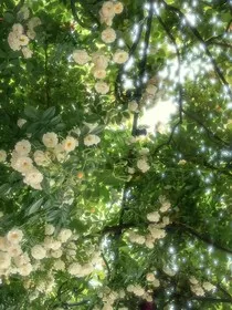 予夏赠你" width="120" height="150"