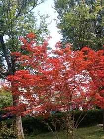 逐梦之翼" width="120" height="150"