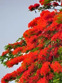 综影视之凤凰花开" width="120" height="150"